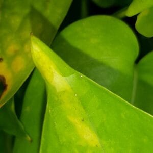 leaves