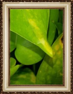 leaves