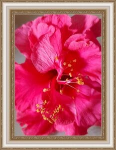pink flower