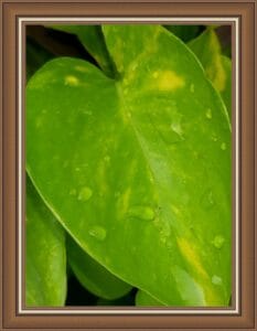 leaves water