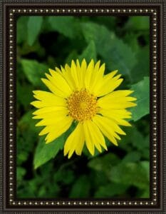 Yallow flower