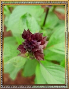 basil