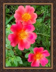 beautiful flower