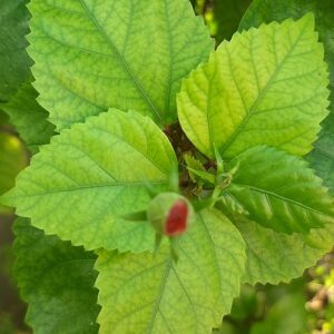 beautiful green leaves