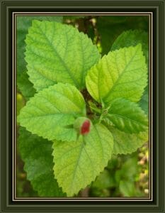 beautiful green leaves