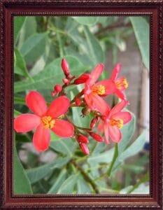 flowers