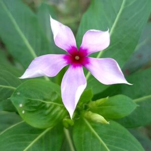 Green leaves with flower