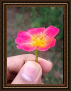 hand with flower