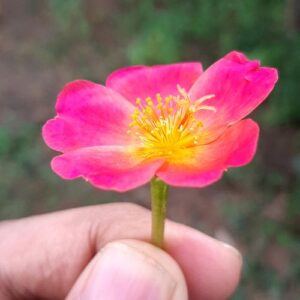 hand with flower