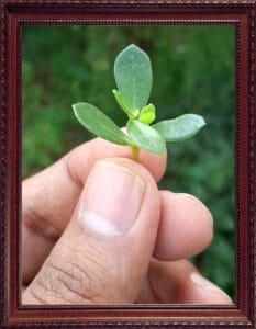 small plant life