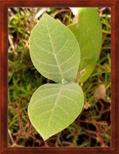 two green leaves