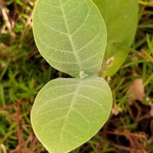two green leaves