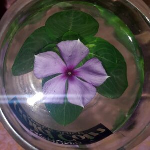 Water with flower