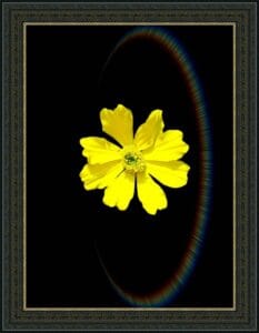 yellow flower with sky