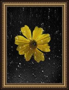 water with yellow flowers
