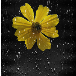 Water with yellow flowers