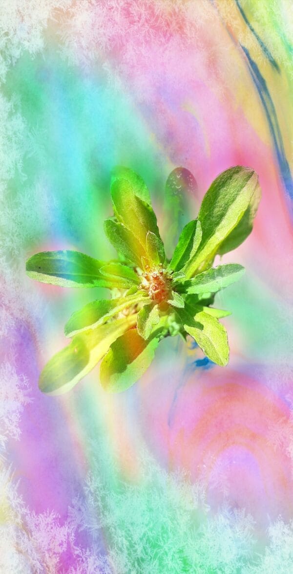 Plants with colours