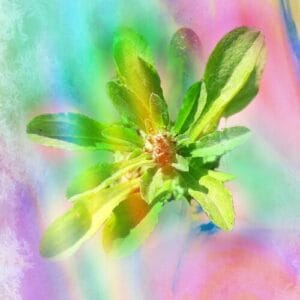 Plants with colours
