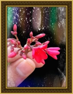 Flowers with colour water