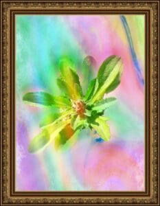Plants with colours