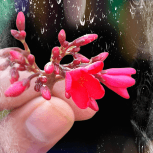 flower with colour water