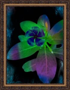 flowers with different colour